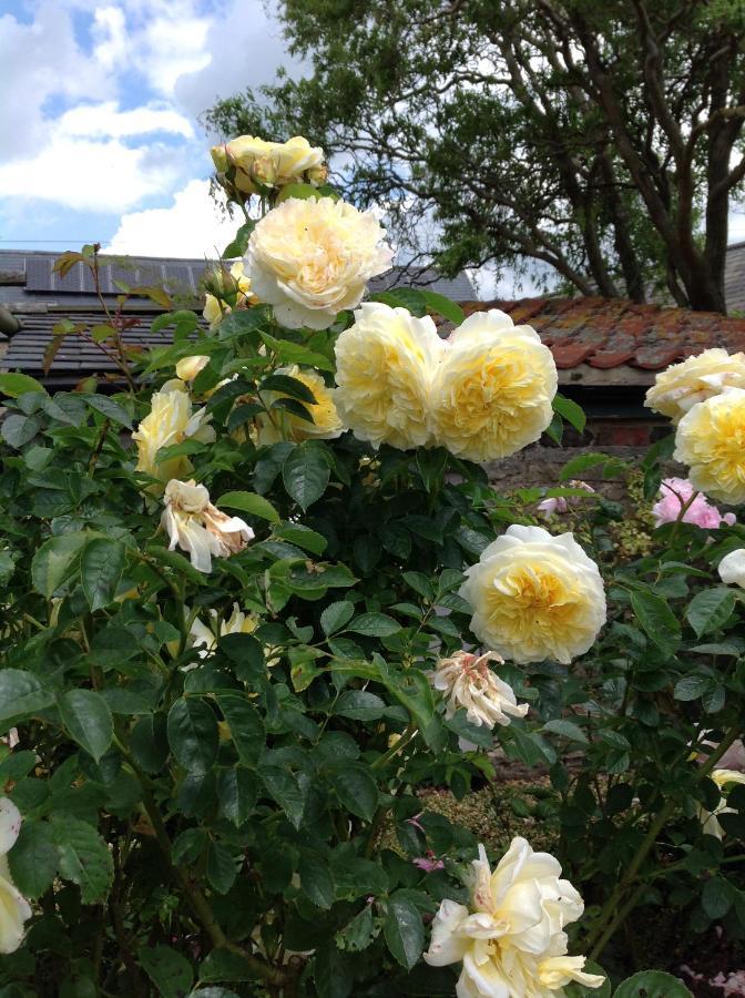 Orchard Cottage, Clematis Cottages, Stamford. Accessible Luxury Home. Екстериор снимка